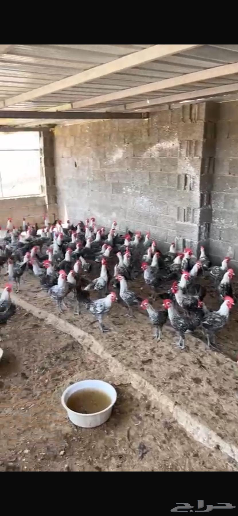 200ديك فيومي للبيع تم البيع64371861839363110