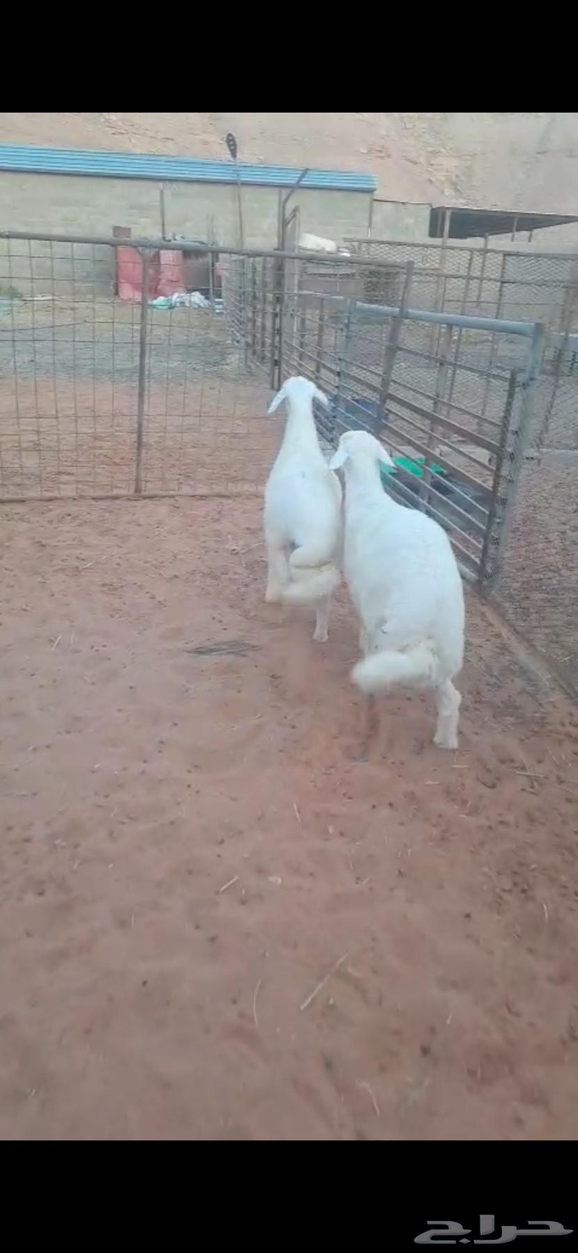 طليان حريه64363323740161111