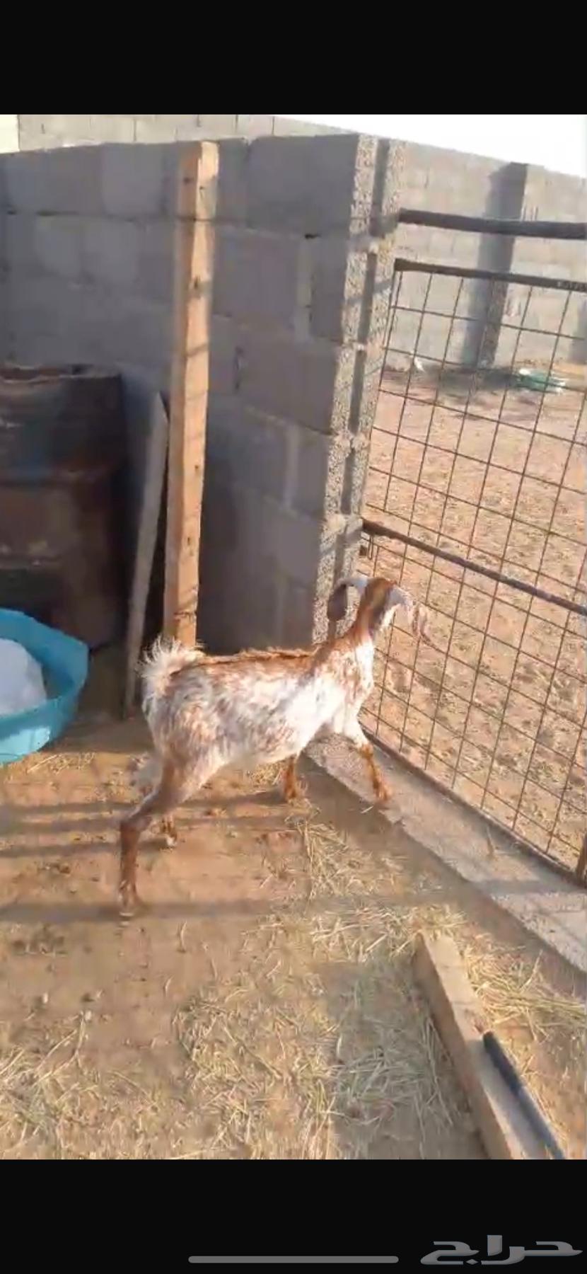 جفره للبيع64371745226371110