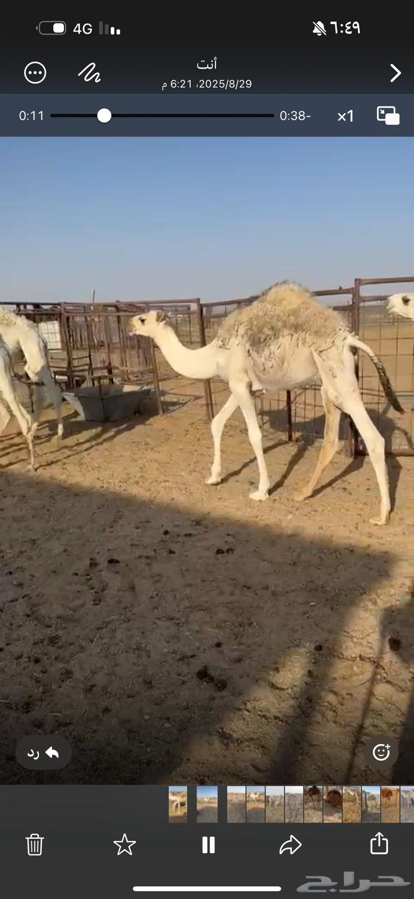 حشو للبيع64372784315394110