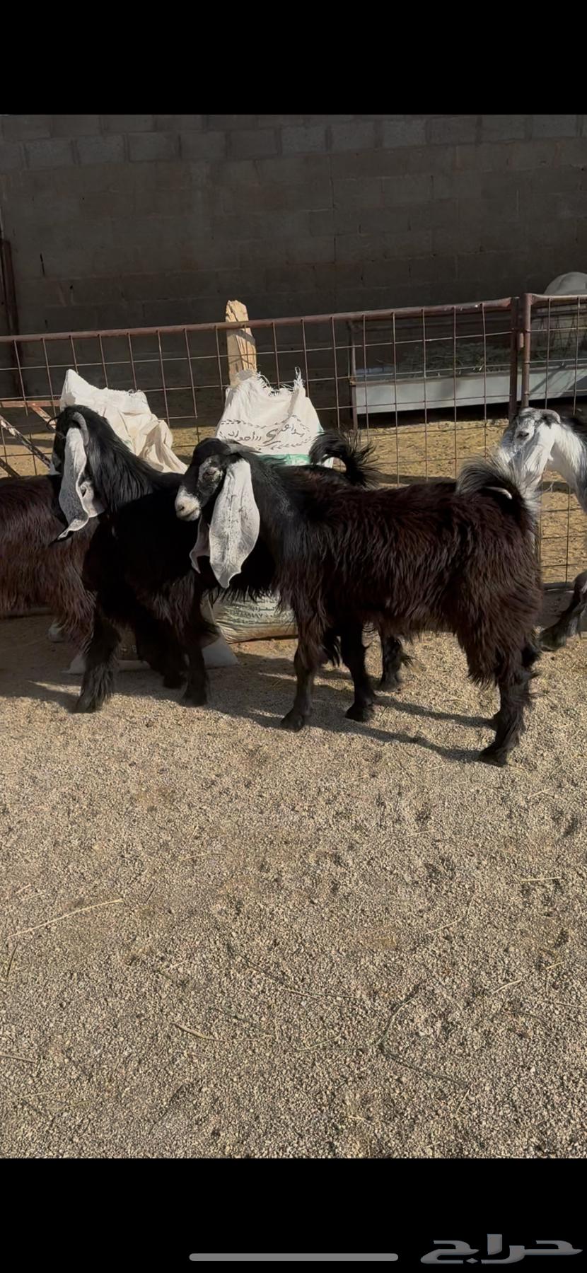 Tayus Mukhasi64373817079171110