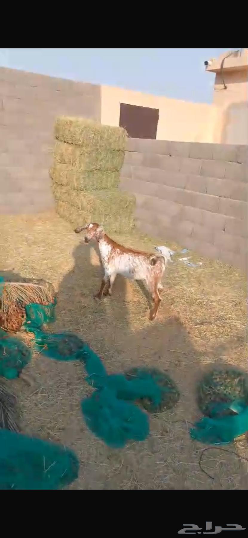 جفره للبيع64371745226371111