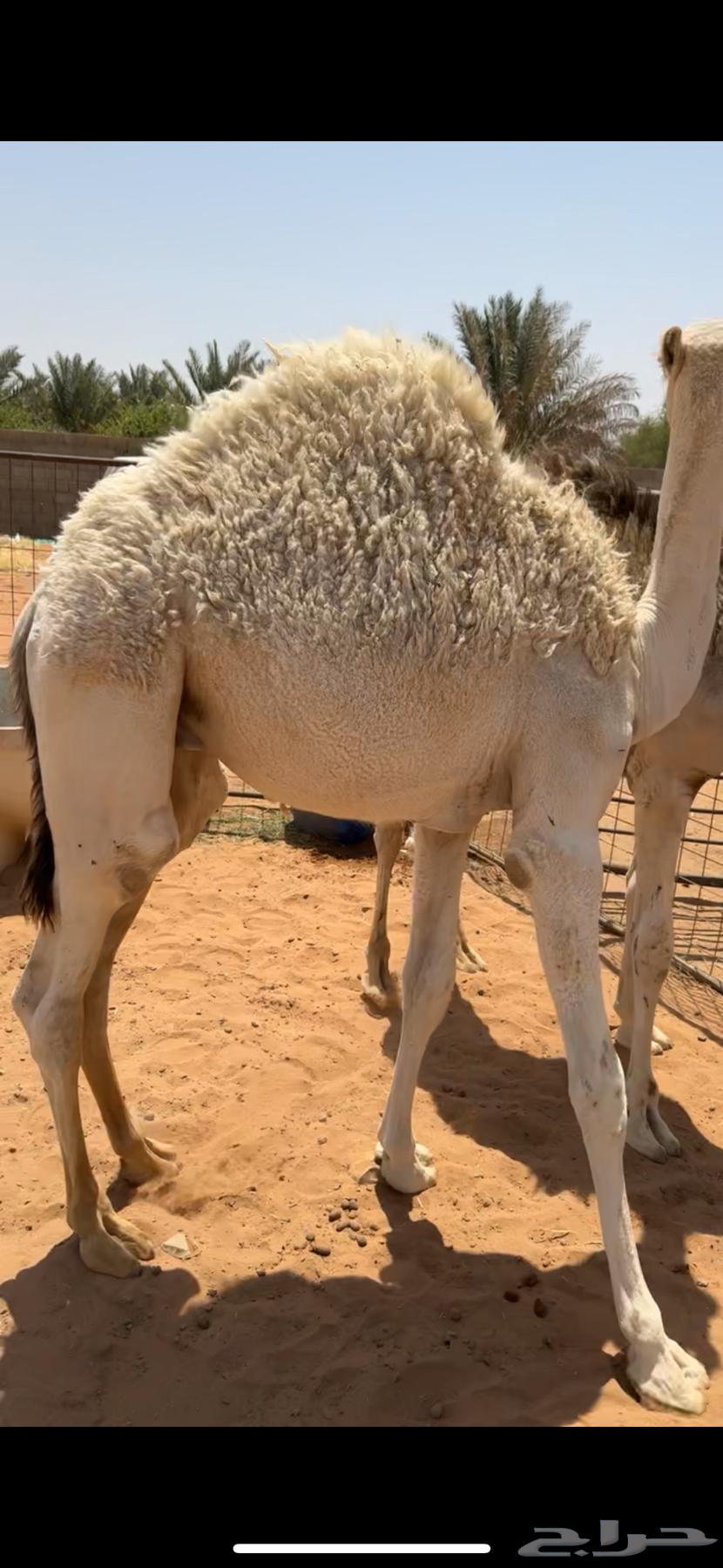 للبيع قعدان 2 طايشات شحم64368455678466112