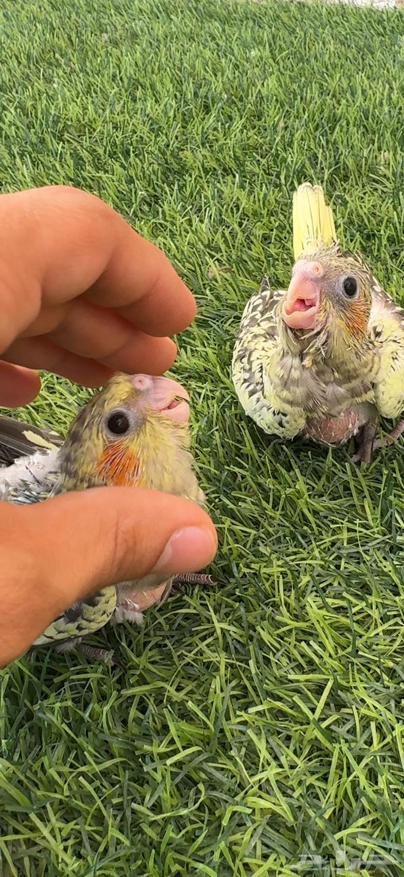 فروخ كروان64366967483138112