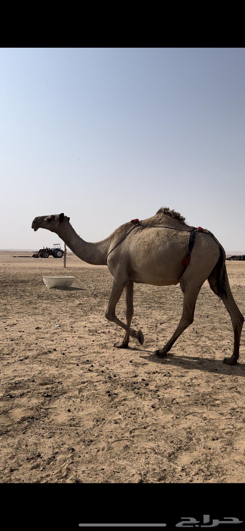 للبيع خلفه64365499350275111