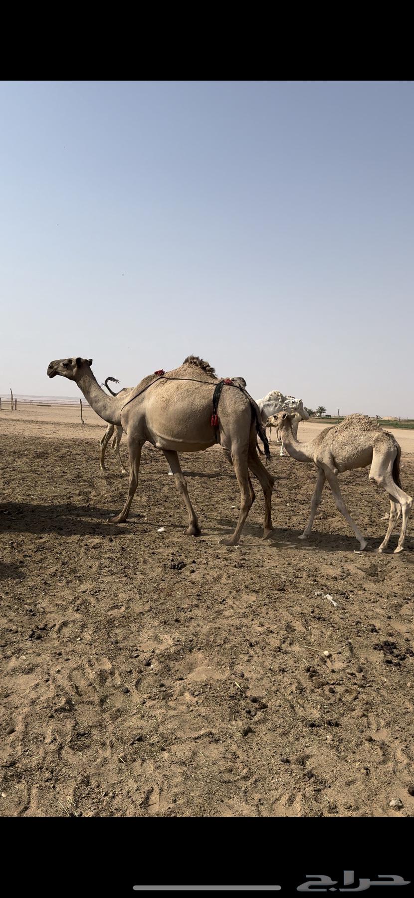 للبيع خلفه64365499350275110