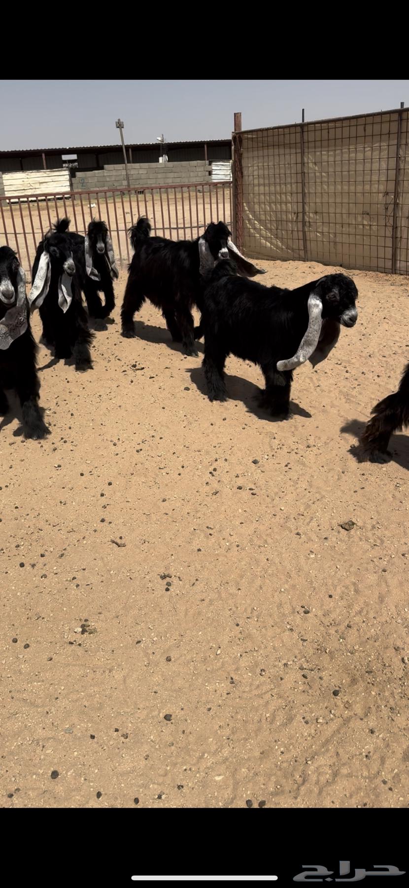 للبيع جفرات عوارض طيبه صنف الصنف64375572475009110