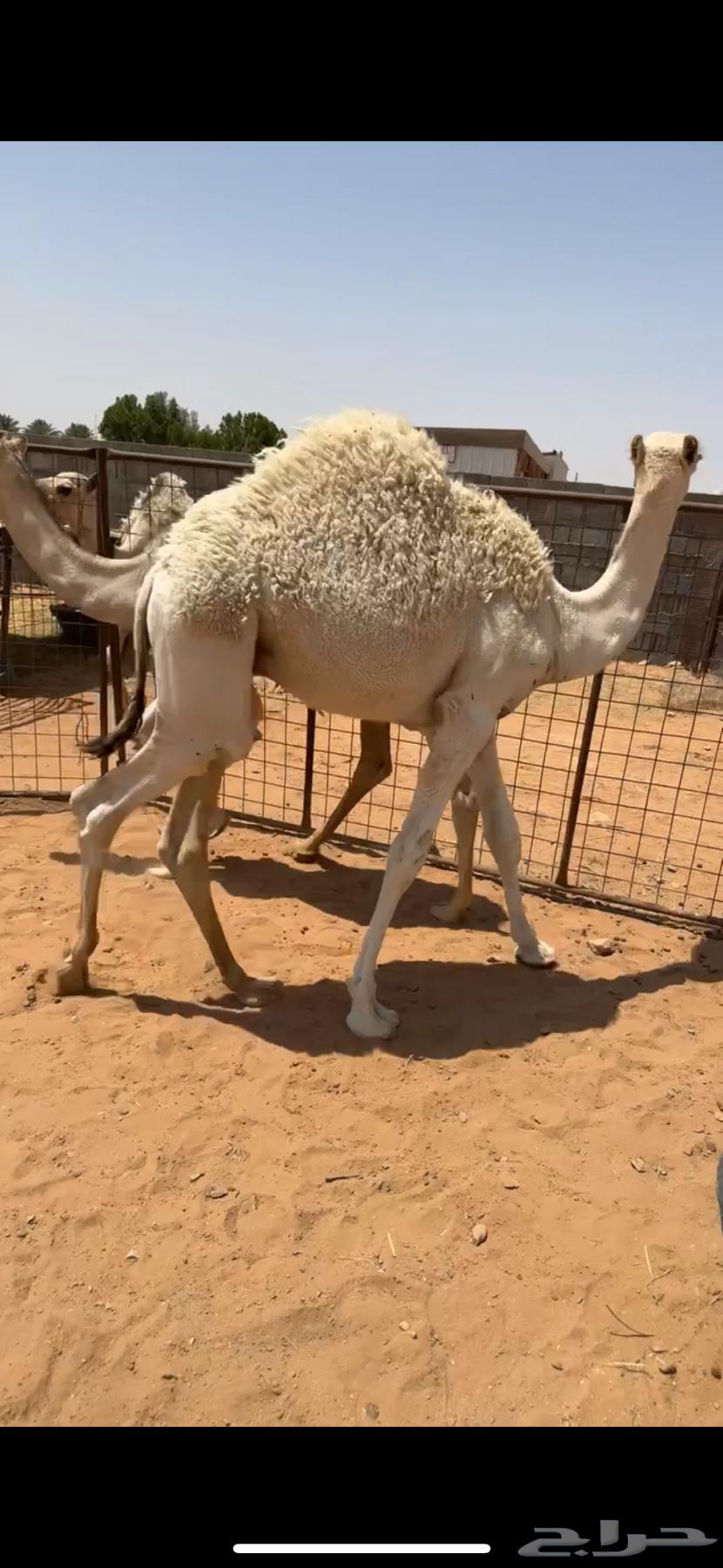 للبيع قعدان 2 طايشات شحم64368455678466111