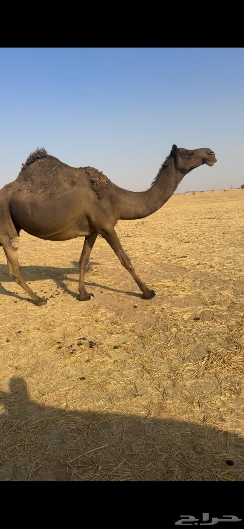 Is coffee a product or the fourth highest sale urgently?64374349194882112