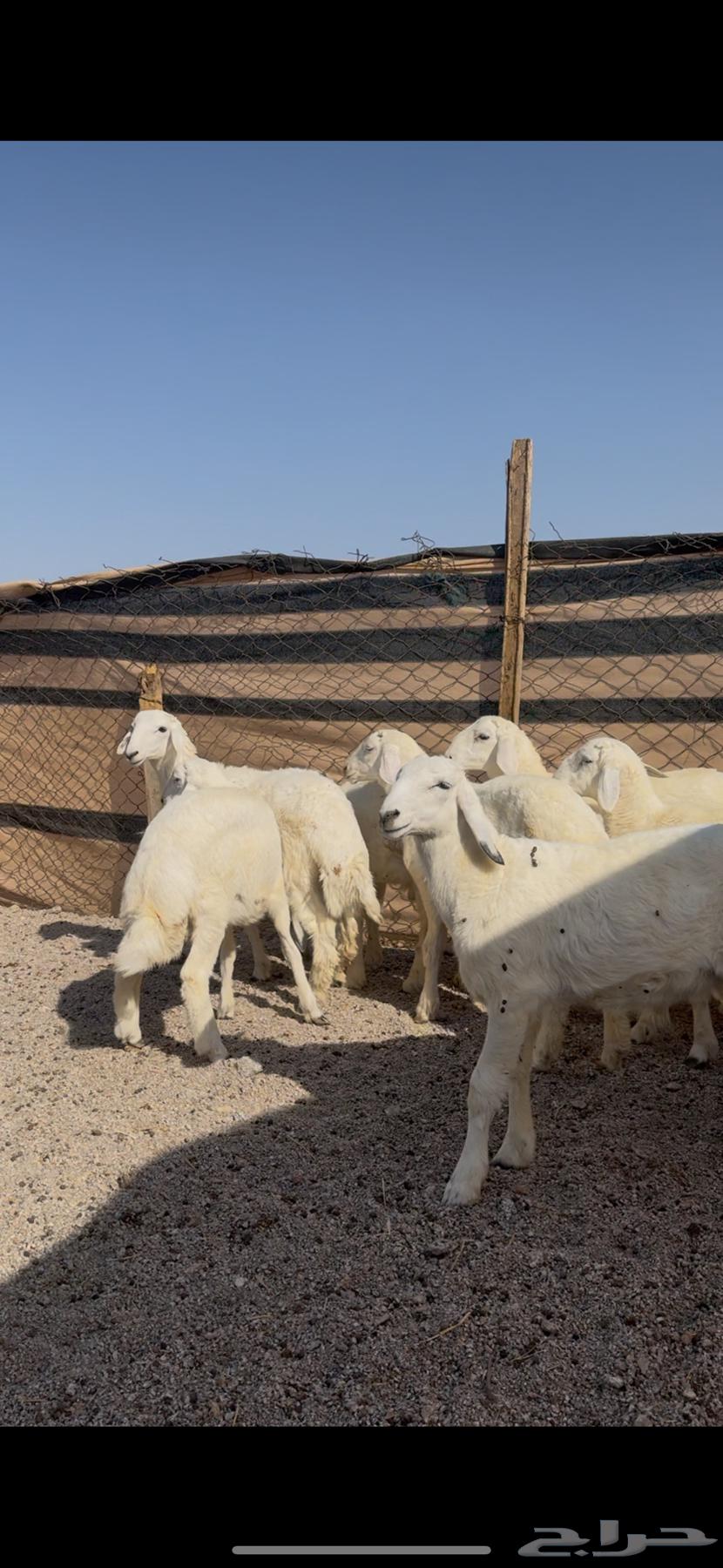 طليان العدد 8 كلش خروف64365703402242110