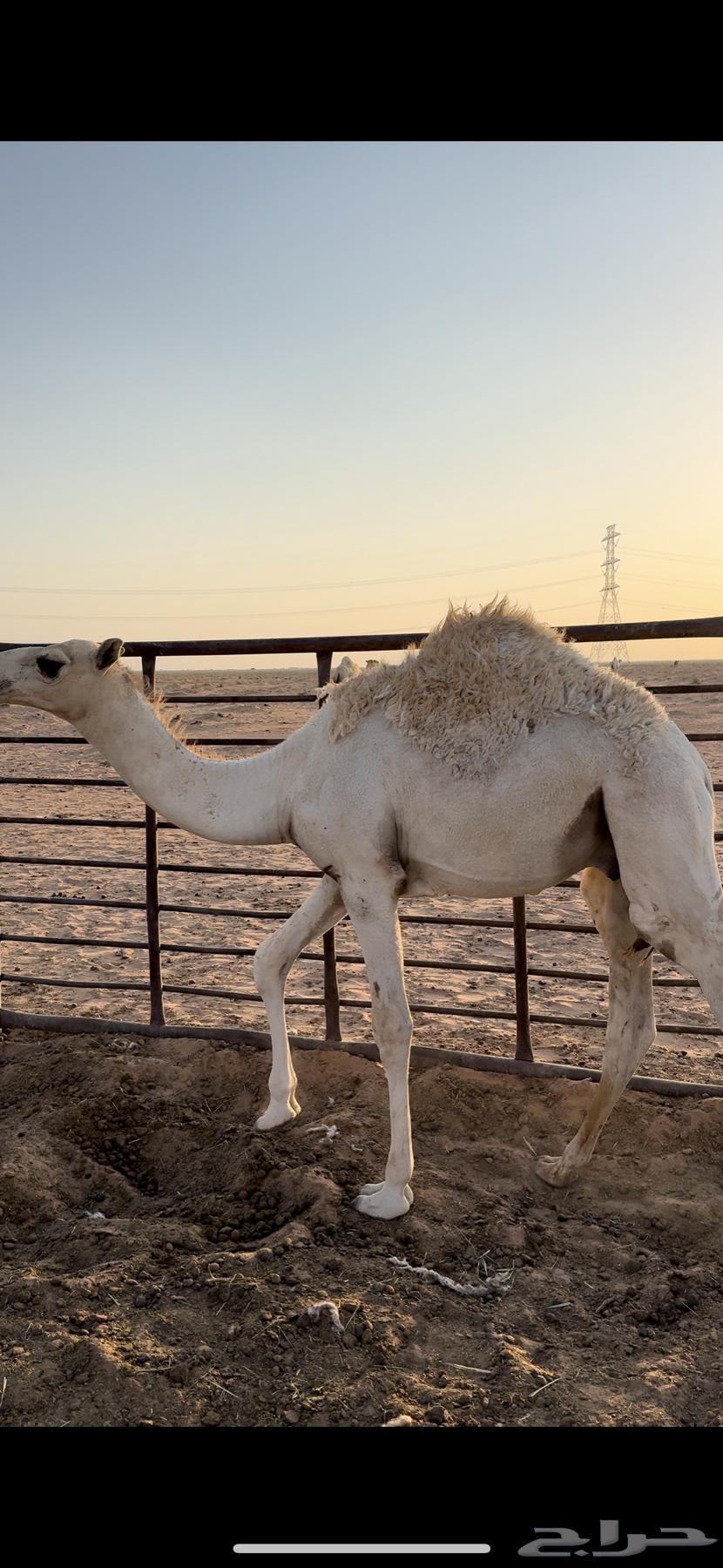 للبيع قعود64372989776129110