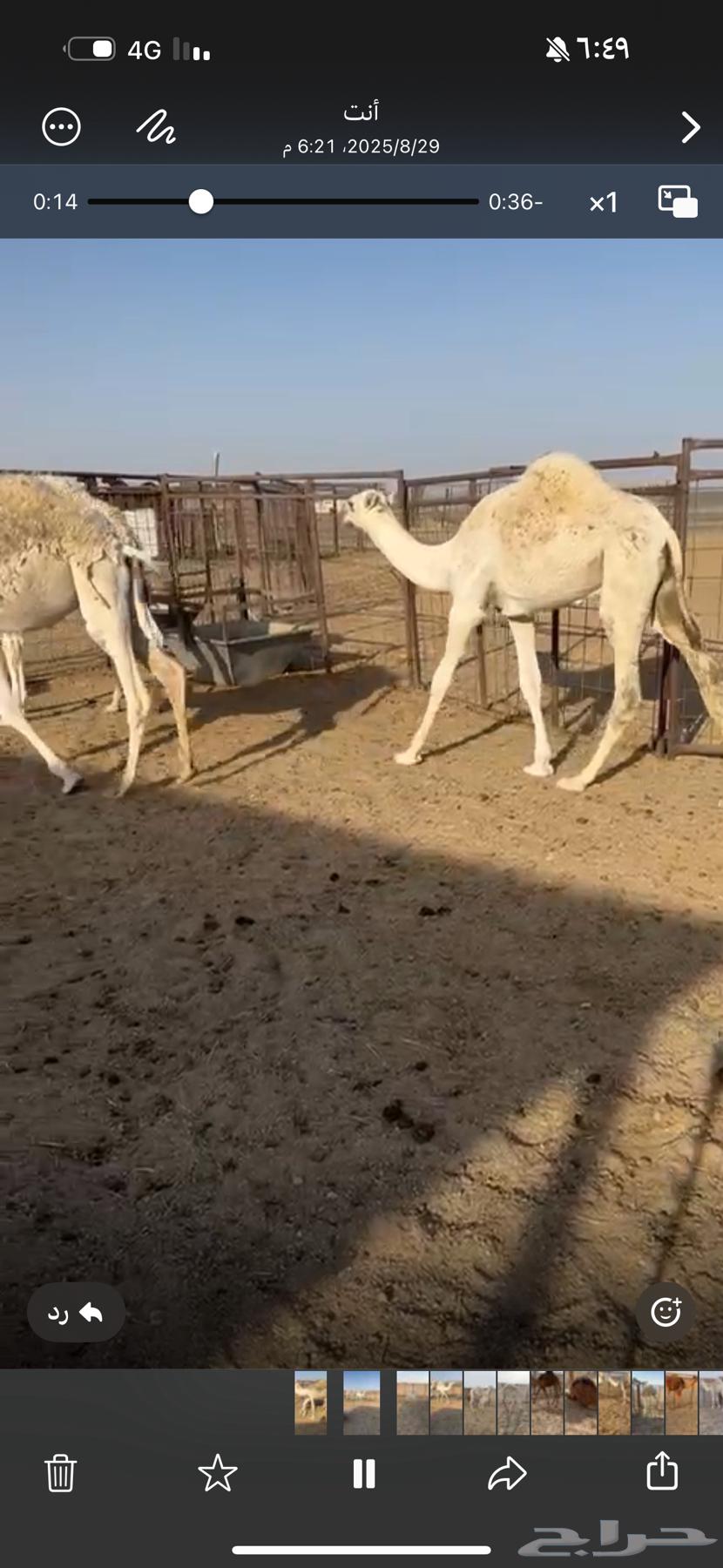 حشو للبيع64372784315394113