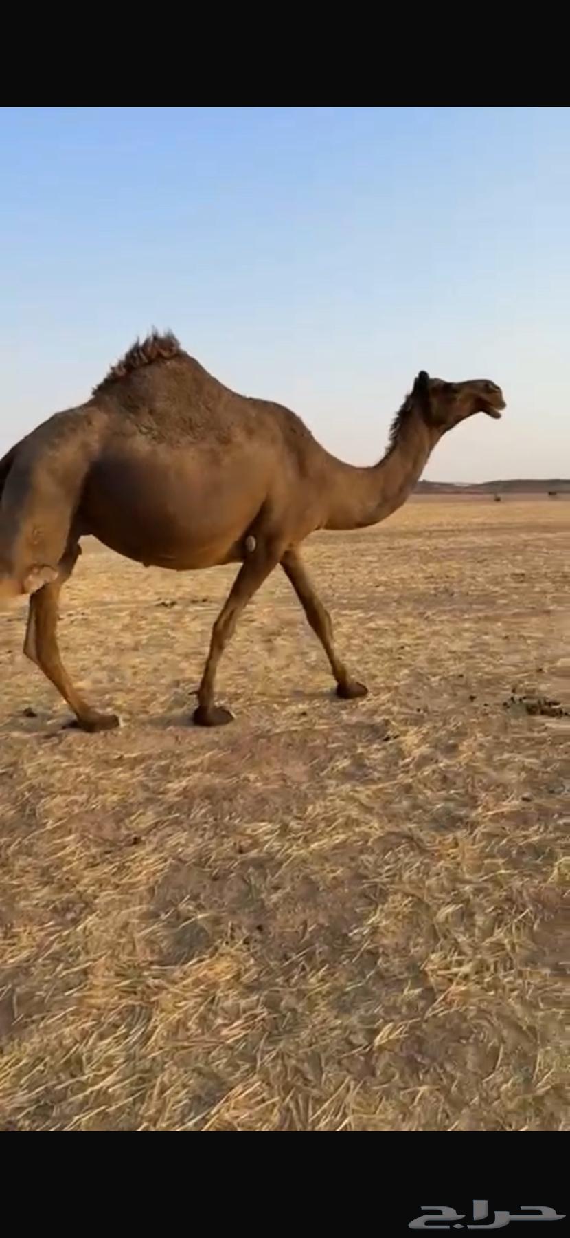 Is coffee a product or the fourth highest sale urgently?64374349194882110