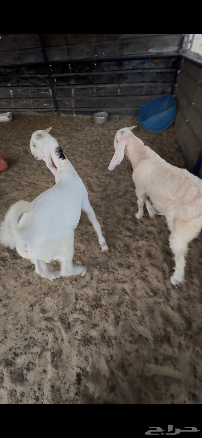 3 تيوس للبيع64375111941761110