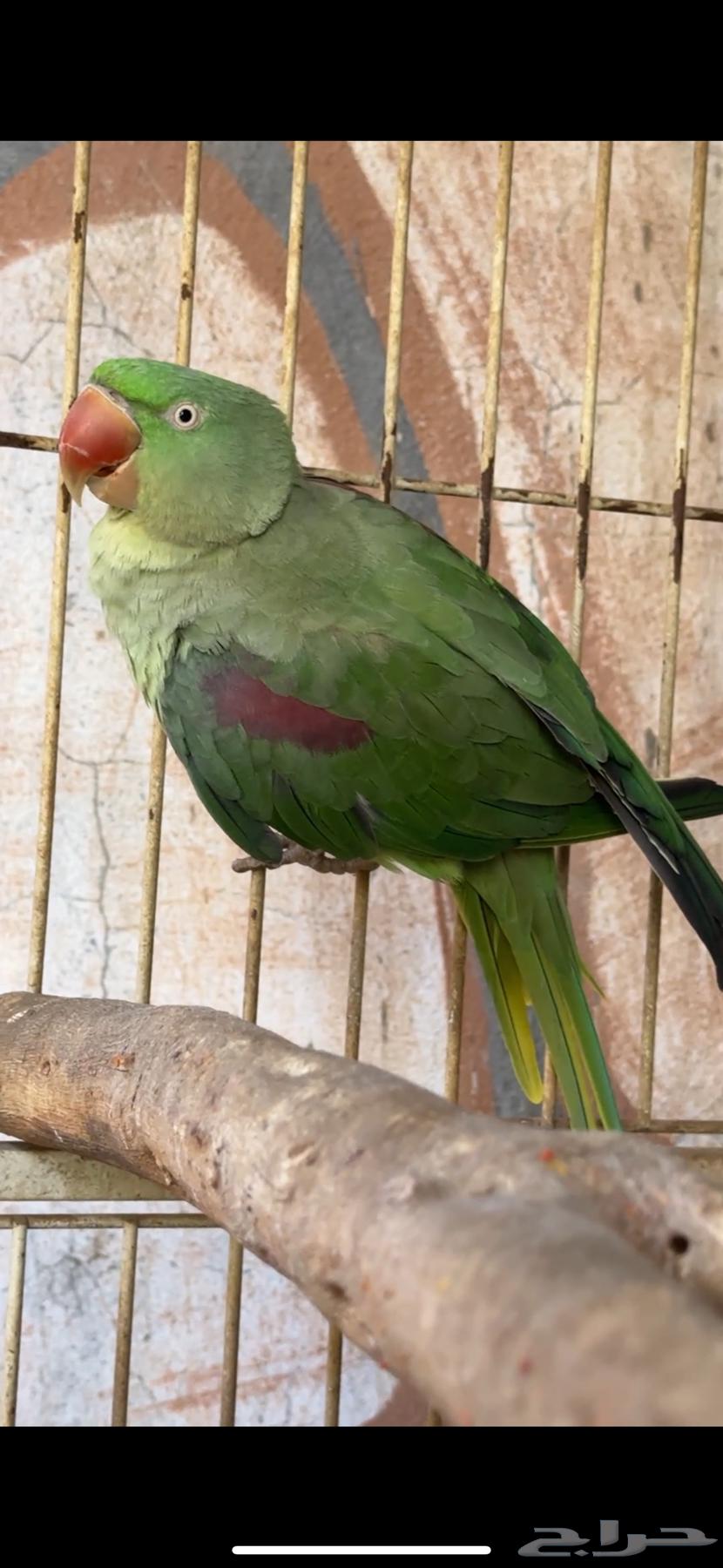 للبيع انثى درة نيبالي منتجه64352658669955112