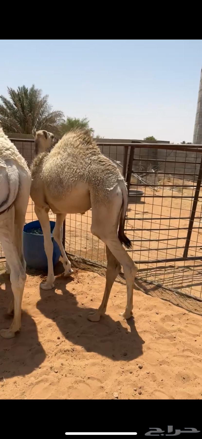 للبيع قعدان 2 طايشات شحم64368455678466113