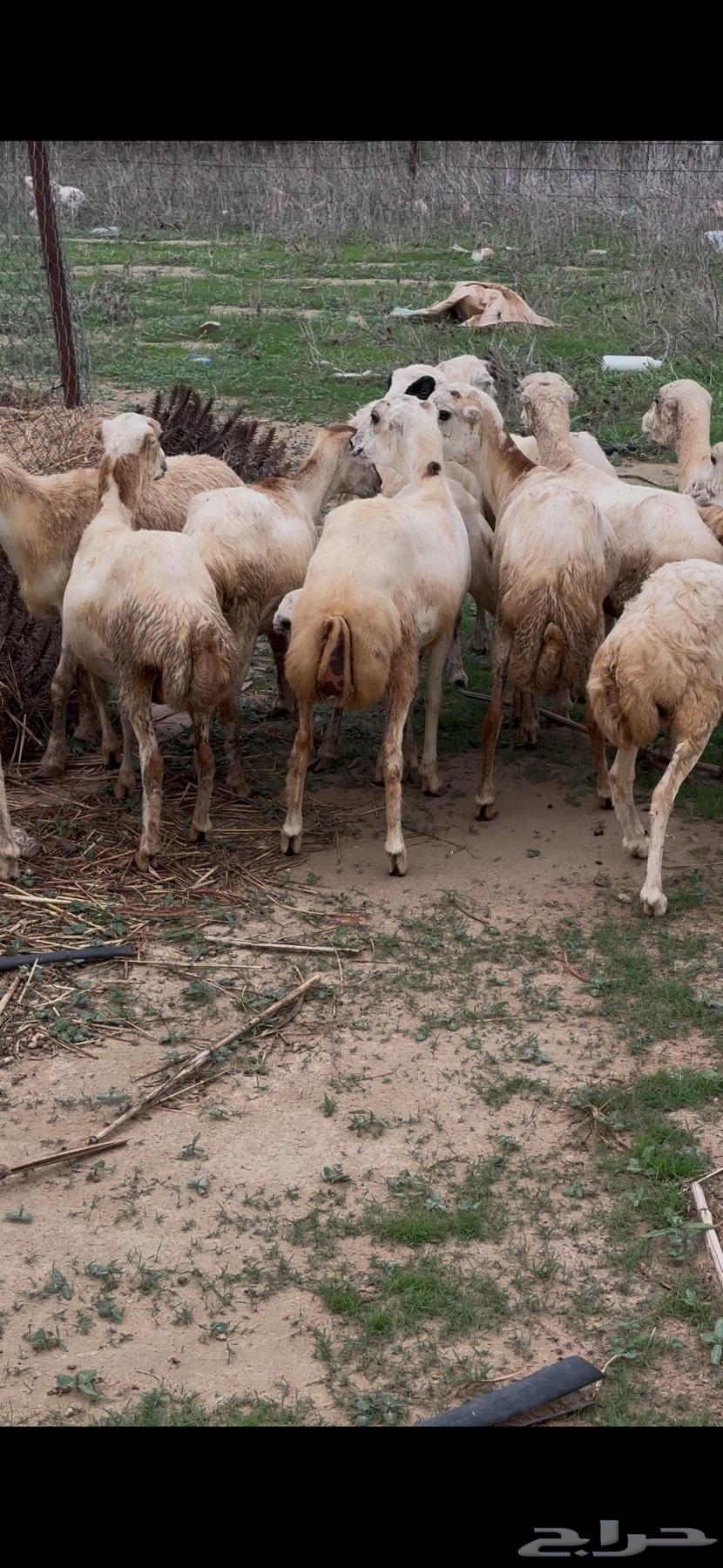 رخال رفيديات دفيع64371906030339111