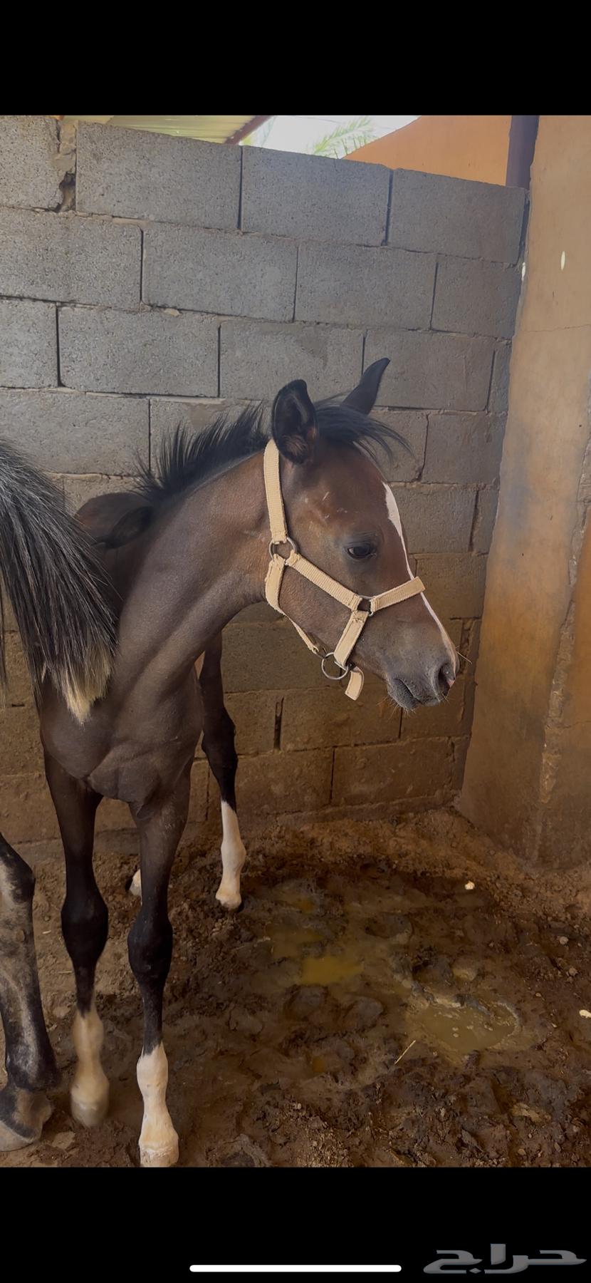 مهر شعبي كفو حفيد مروان الشقب64373536465922110