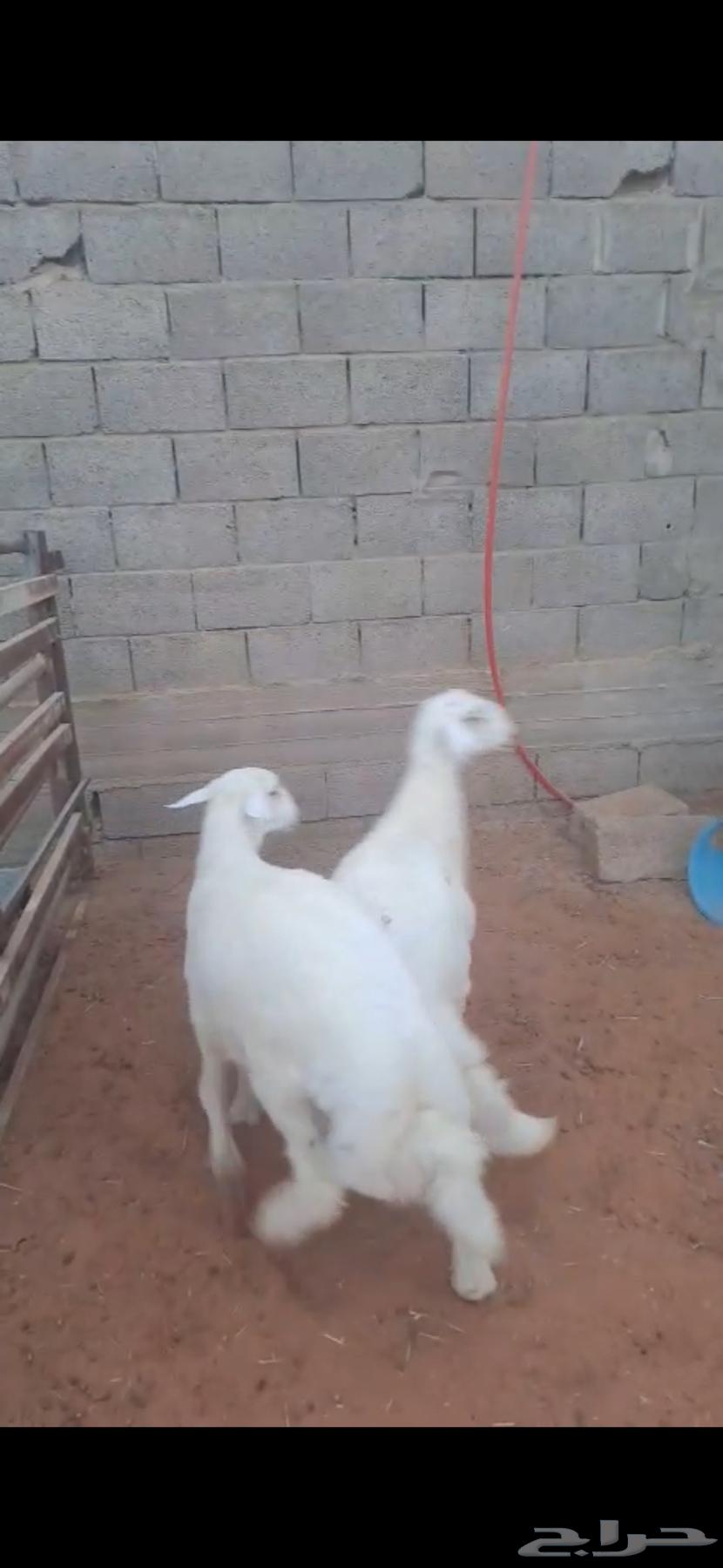 طليان حريه64363323740161113