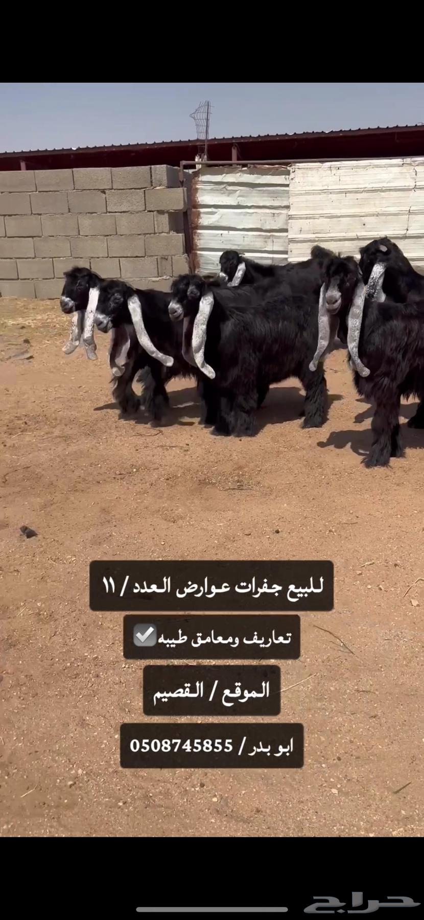 للبيع جفرات عوارض طيبه صنف الصنف64375572475009112