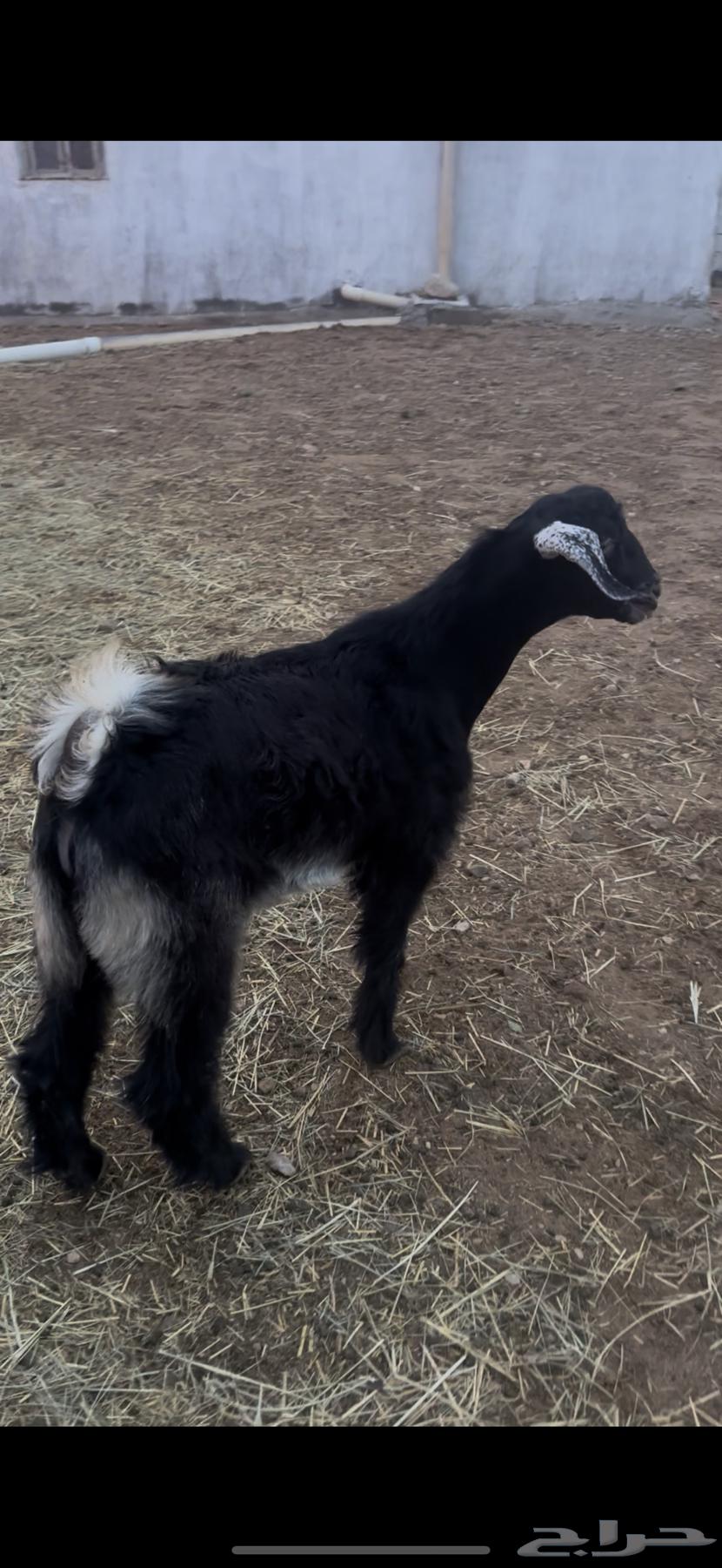 للبيع تيس عمره 4شهور64363755735555110