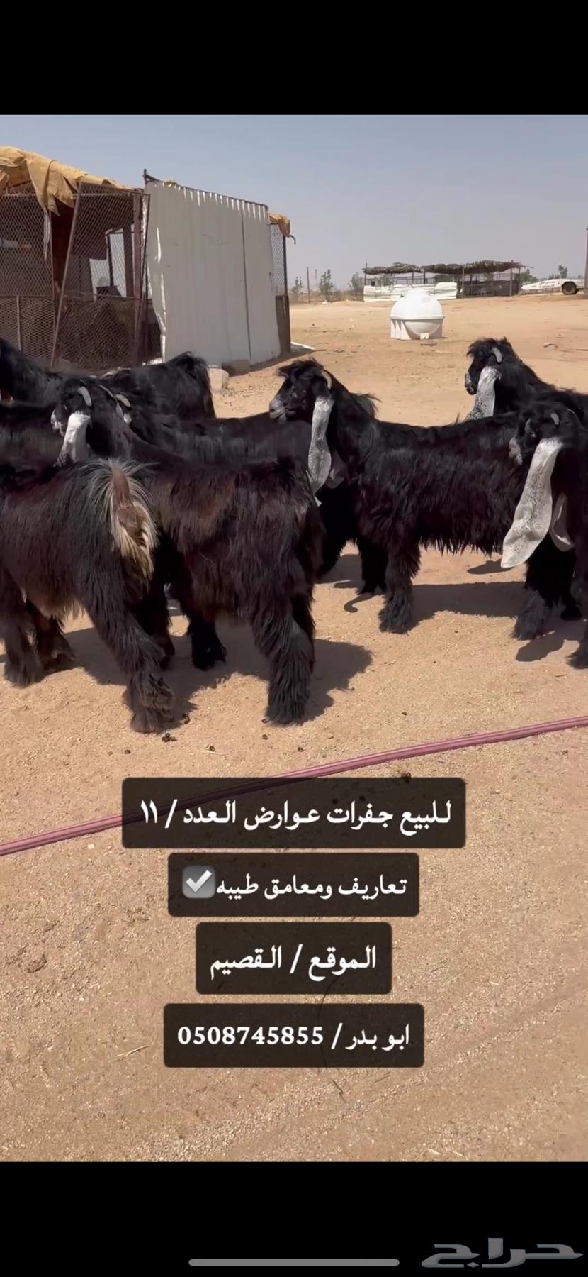 للبيع جفرات عوارض طيبه صنف الصنف64375572475009114