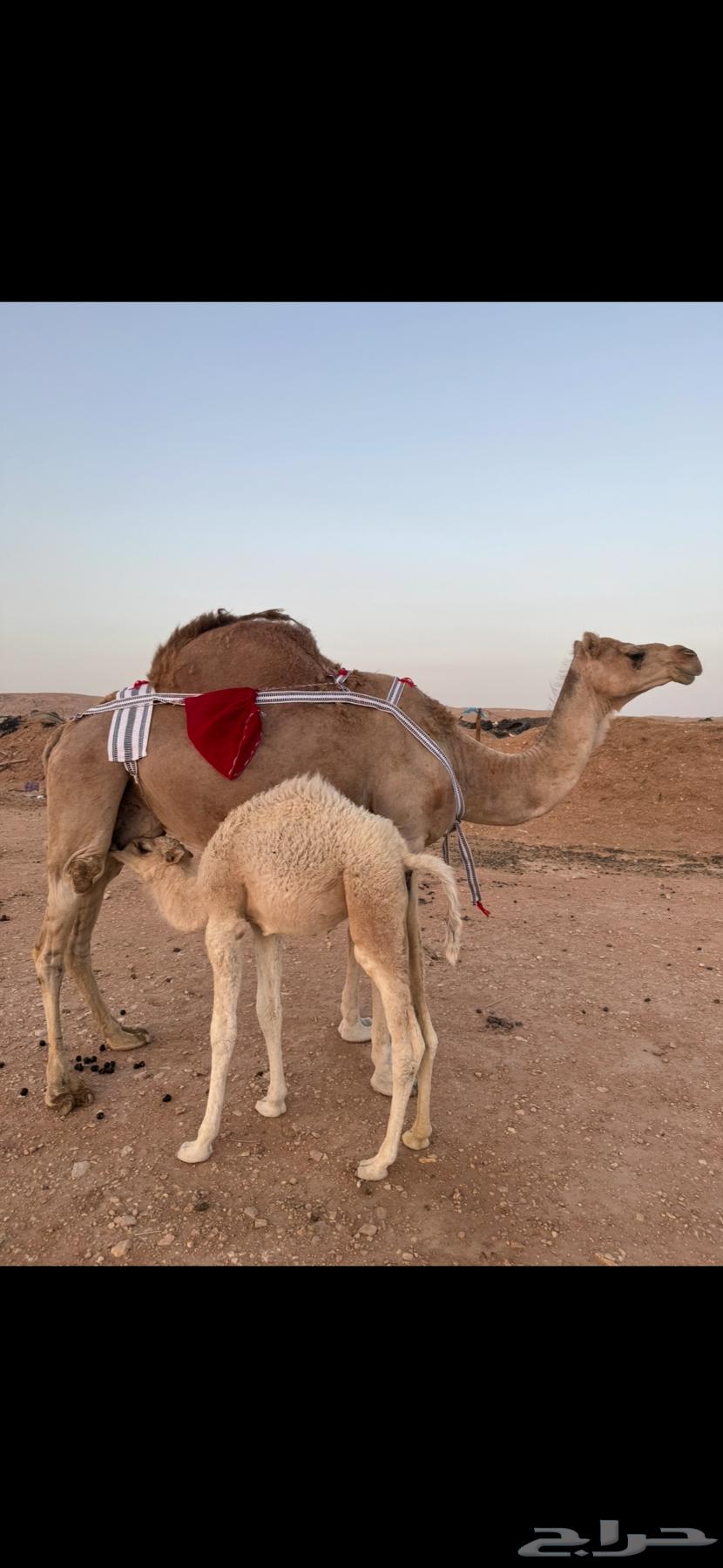 خلفة هديه حليب مسكر64367537422467110