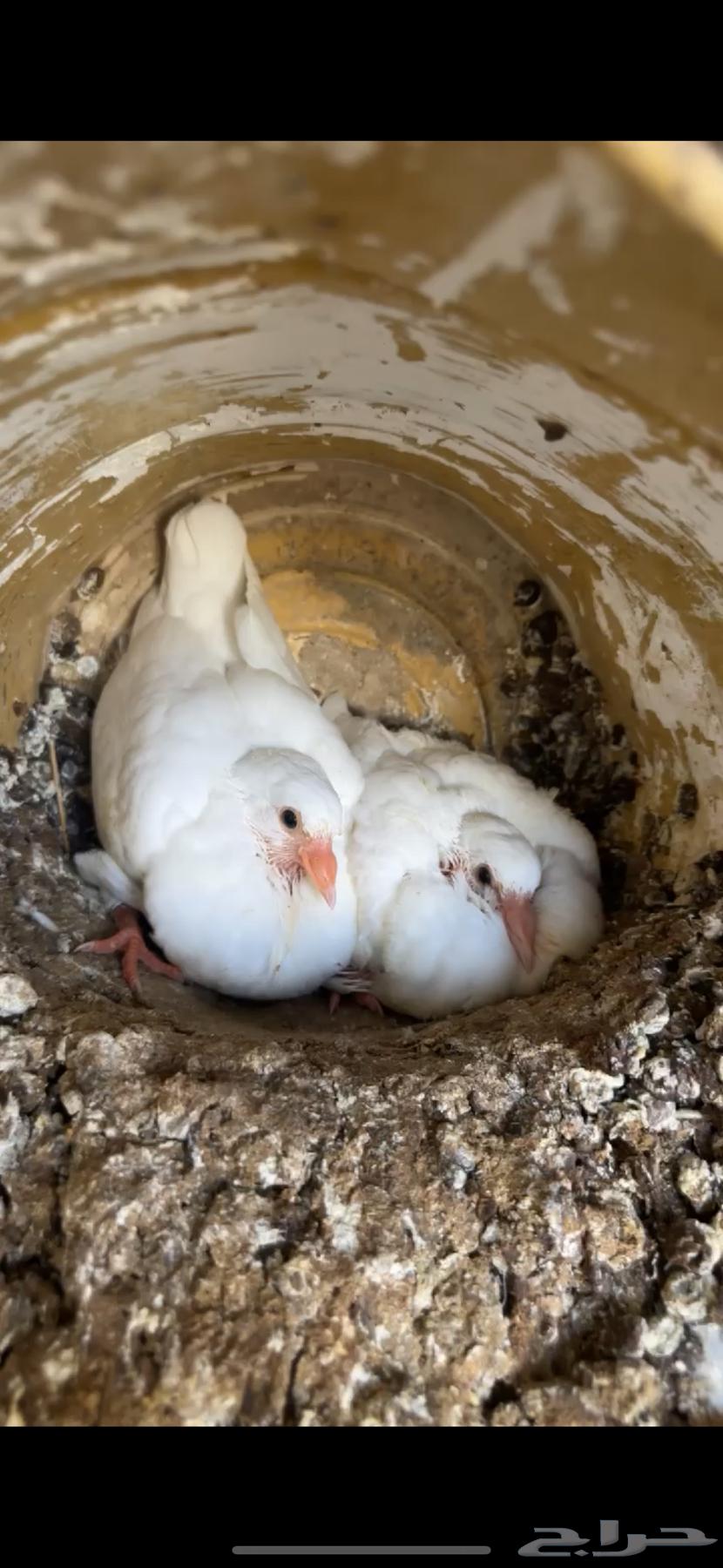 7 اجواز فرنسي لاحم (تم البيع )64370395838977110