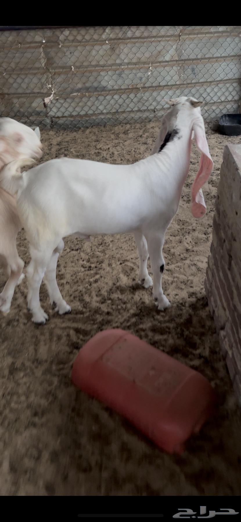 3 تيوس للبيع64375111941761112