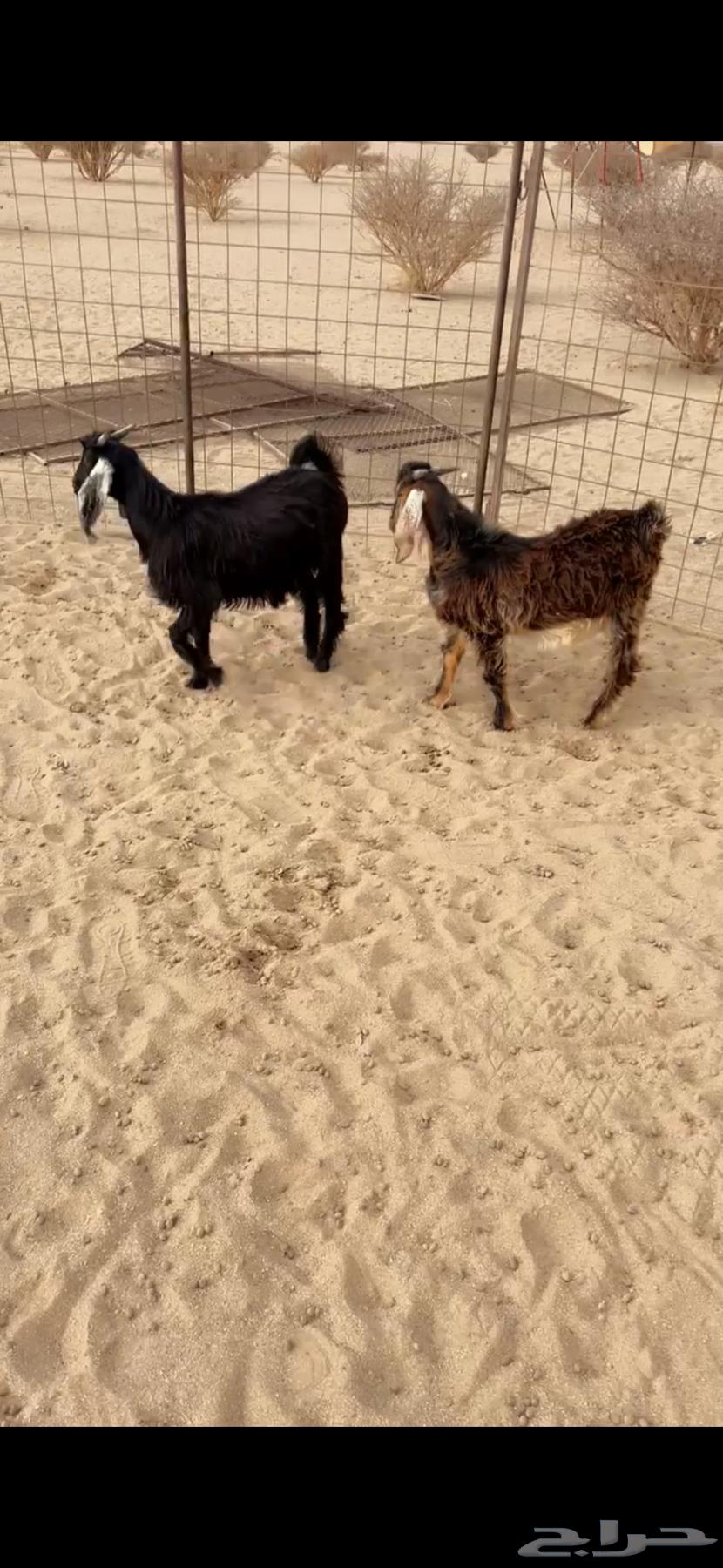 للبيع تيوس64365454623873110