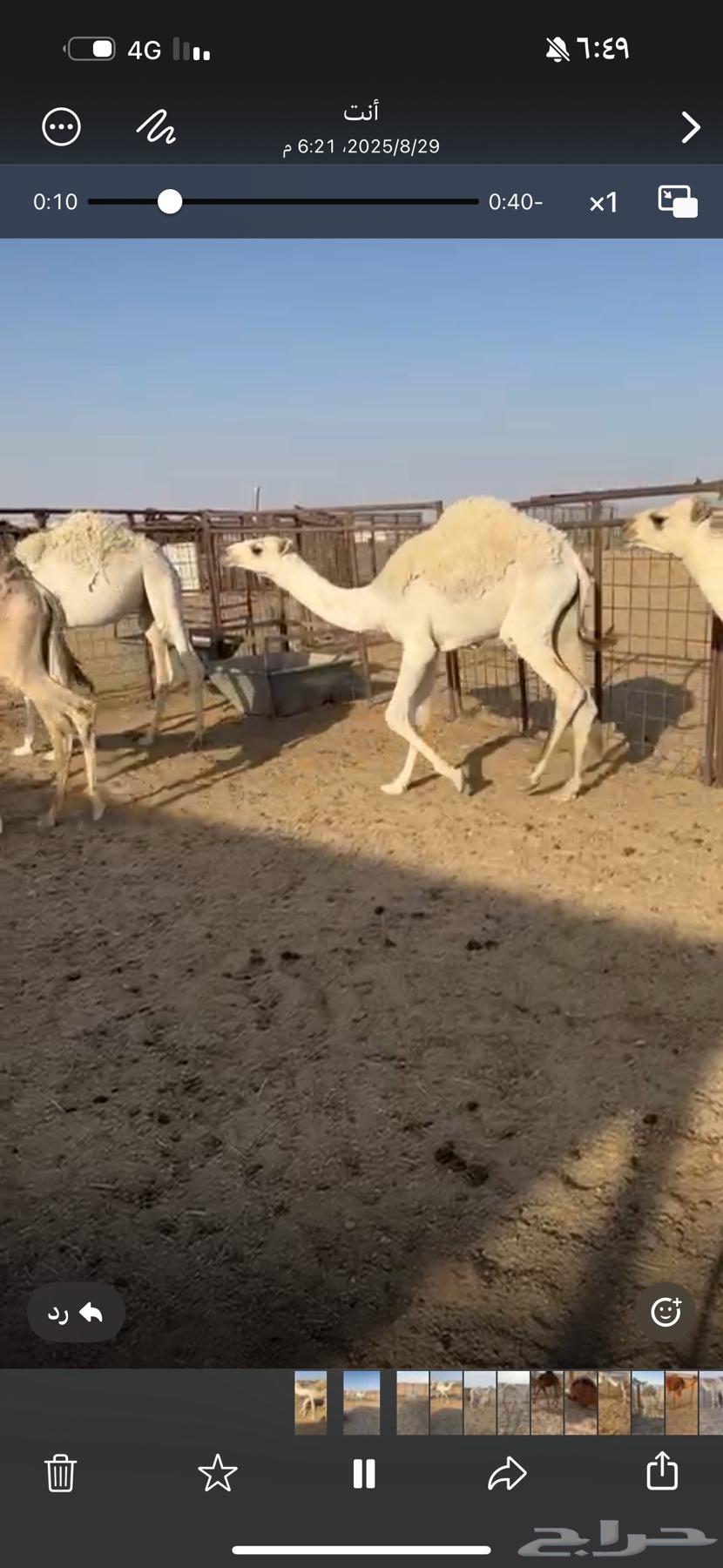 حشو للبيع64372784315394114