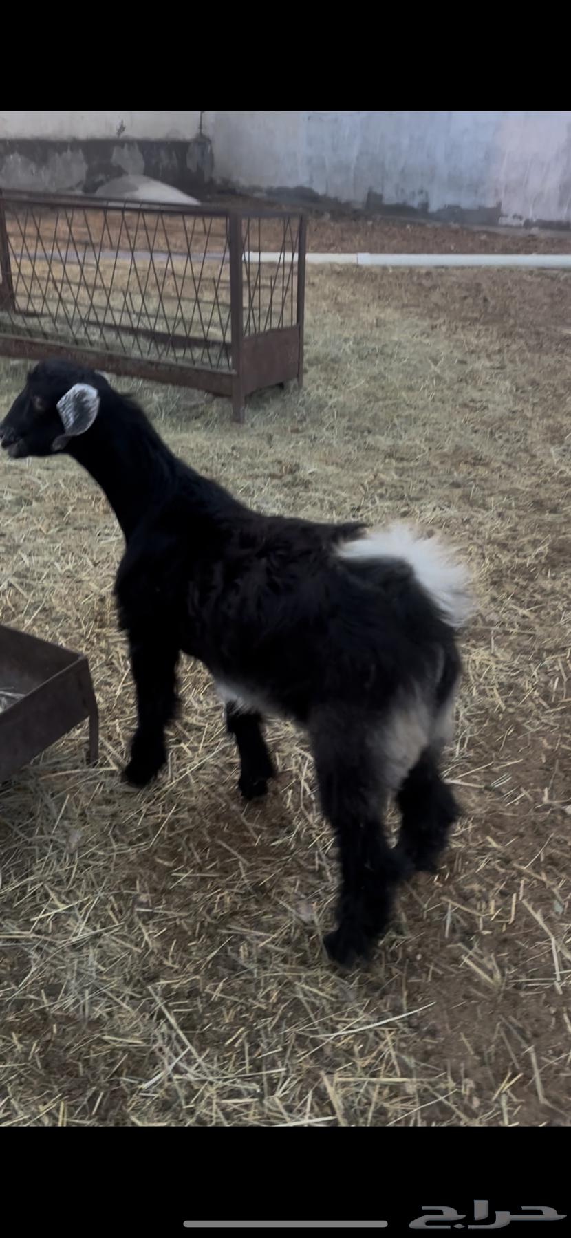 للبيع تيس عمره 4شهور64363755735555111