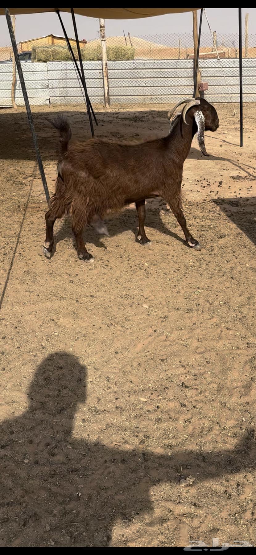 عنز متبع64365616233217111