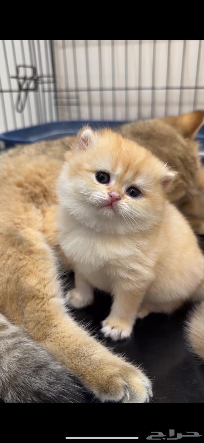 سكوتش ستريت انثى للبيع64376539845377110