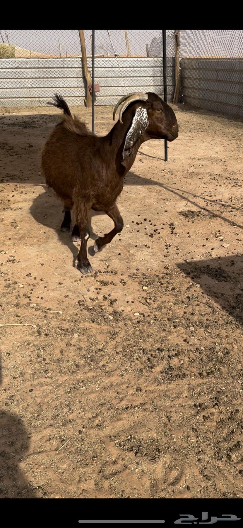 عنز متبع64365616233217112