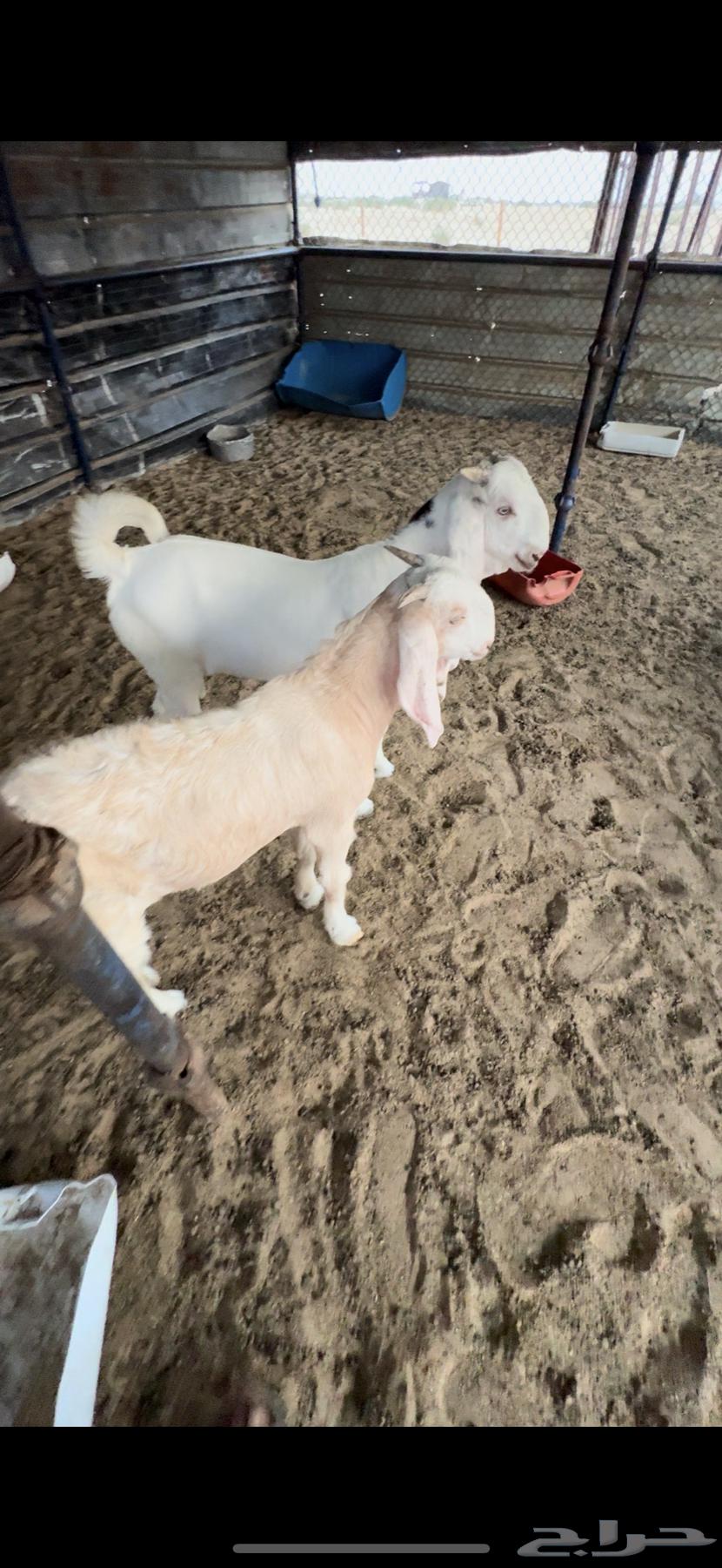 3 تيوس للبيع64375111941761113