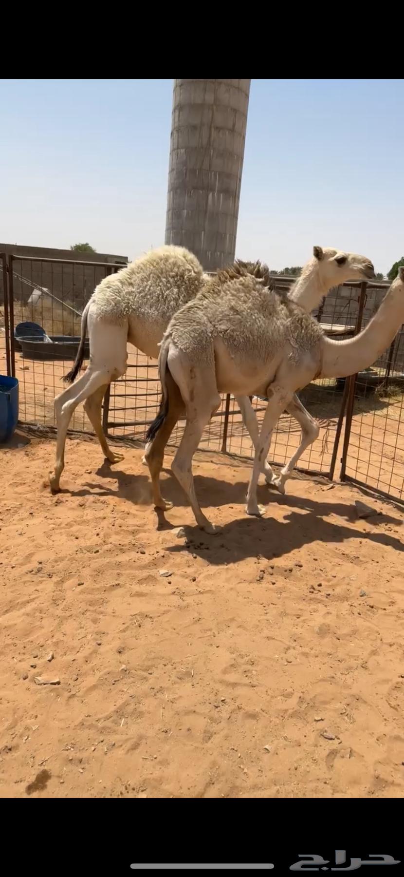 للبيع قعدان 2 طايشات شحم64368455678466114