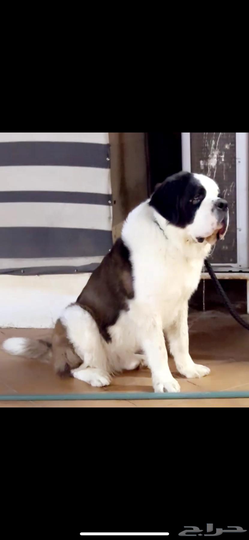 (Saint Bernard) جراوي سانت برنارد للبيع64370439074691112