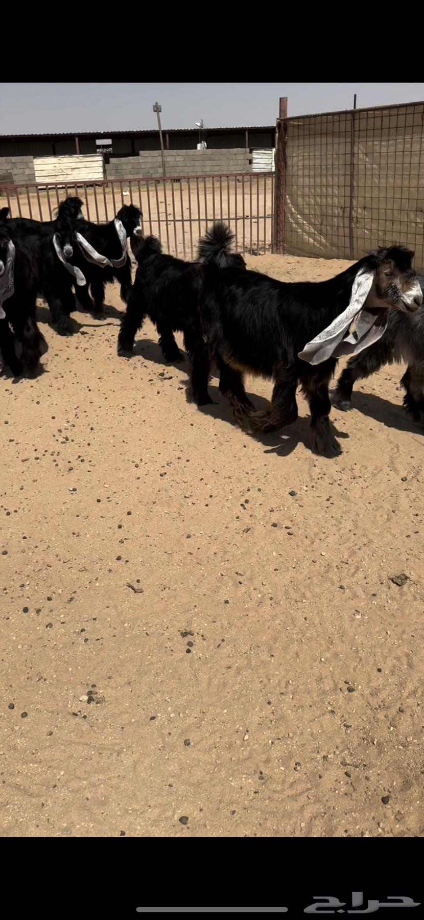 للبيع جفرات عوارض طيبه صنف الصنف64375572475009111