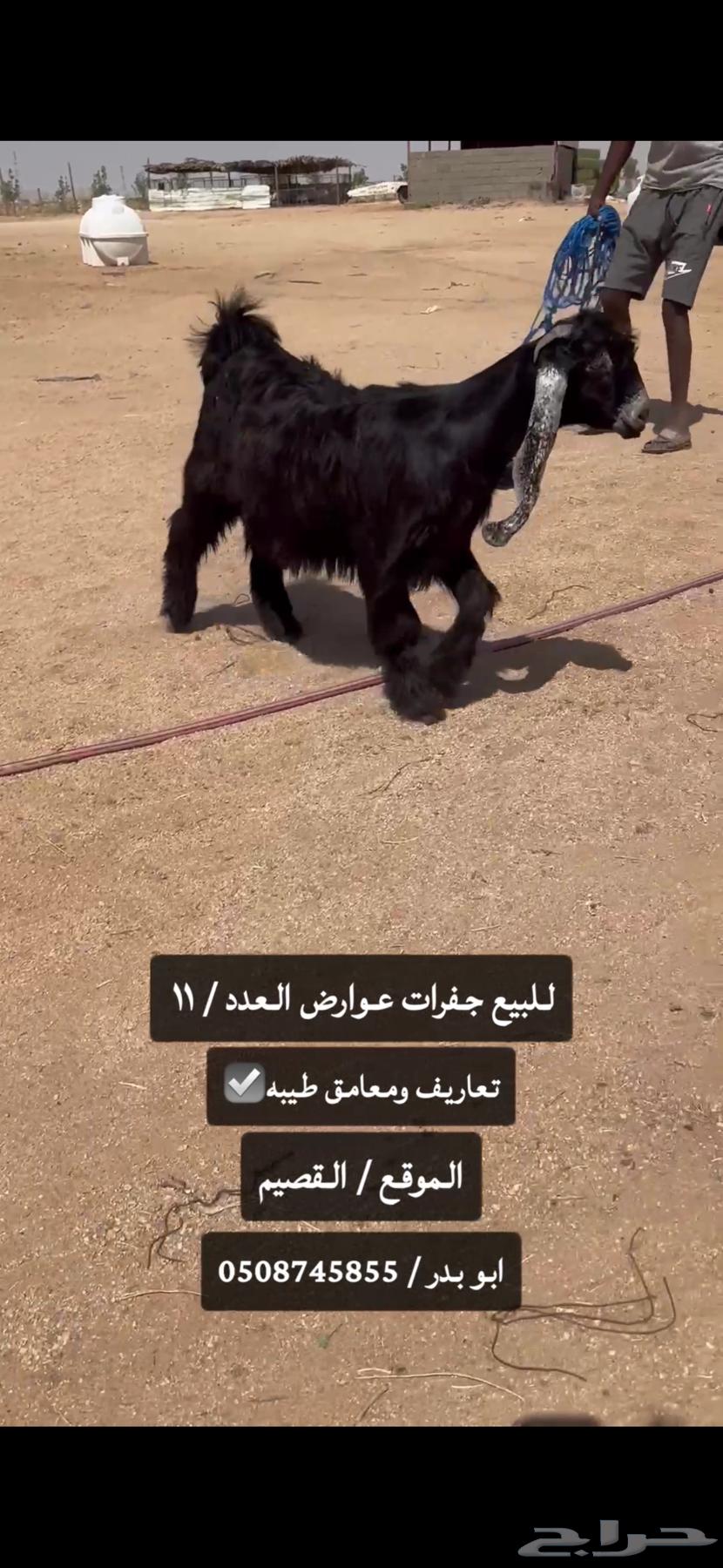 للبيع جفرات عوارض طيبه صنف الصنف64375572475009113