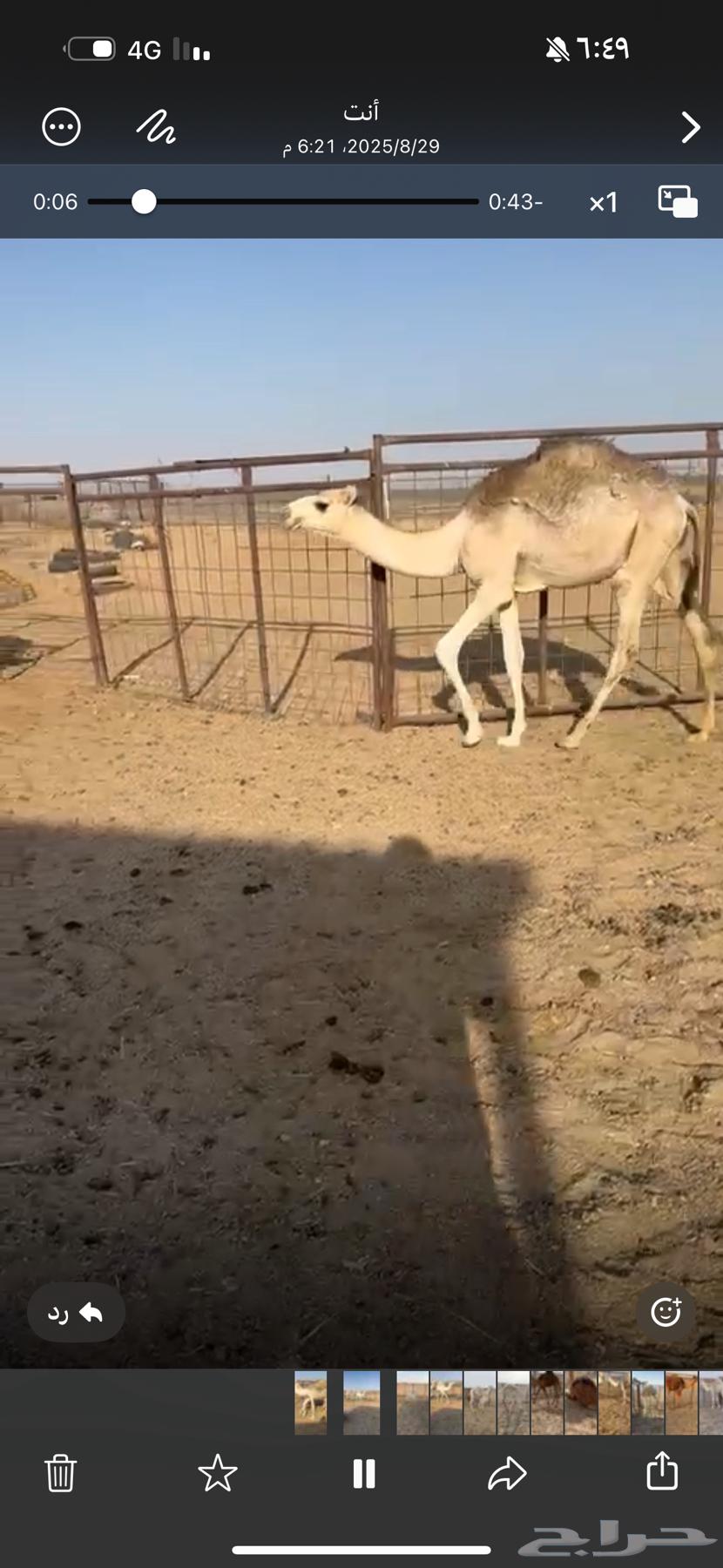 حشو للبيع64372784315394112