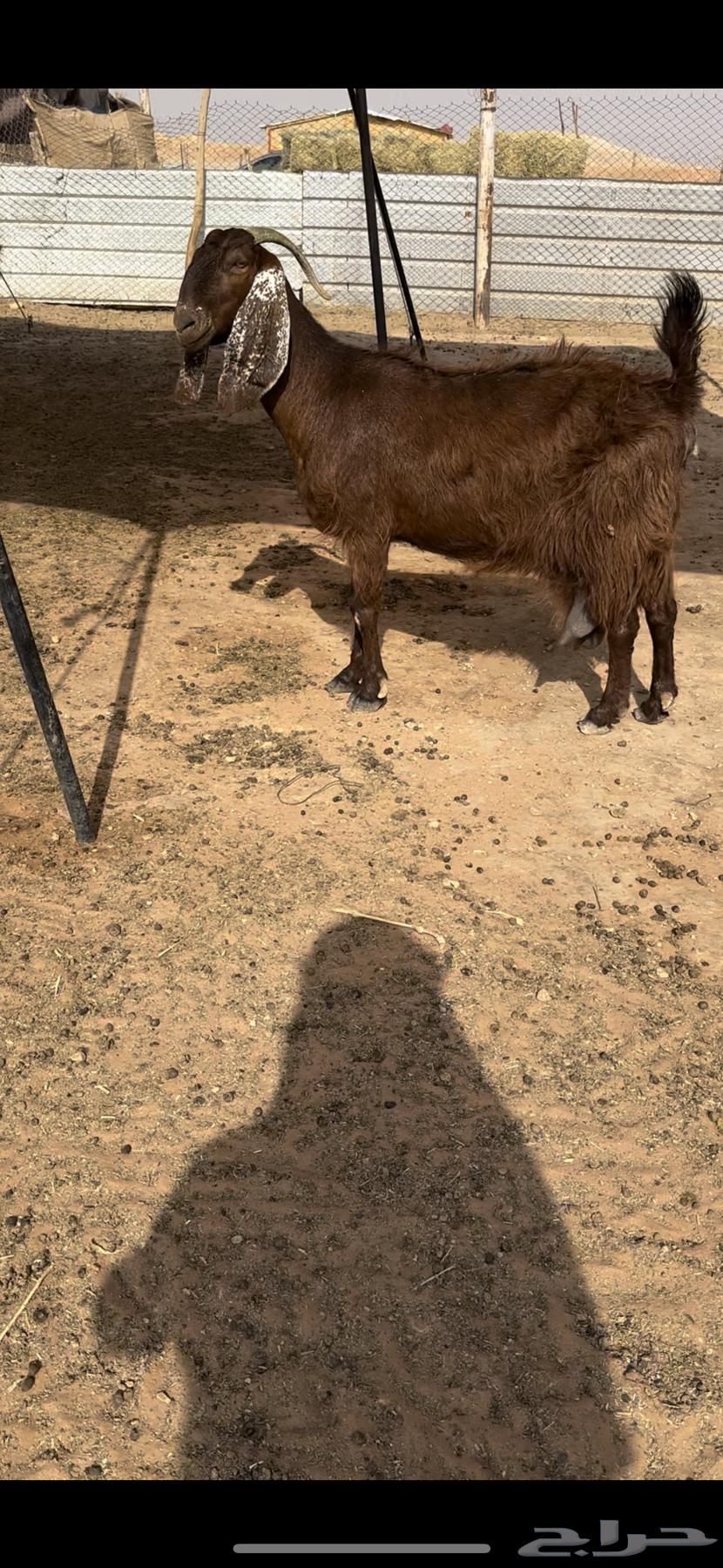 عنز متبع64365616233217110