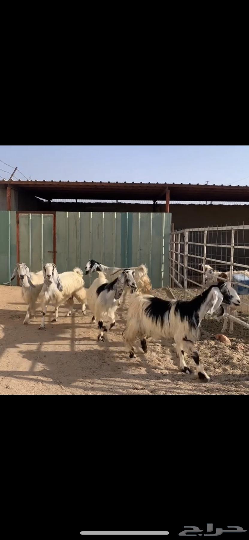 معزا دفيع ( تم البيع )64370511403139110