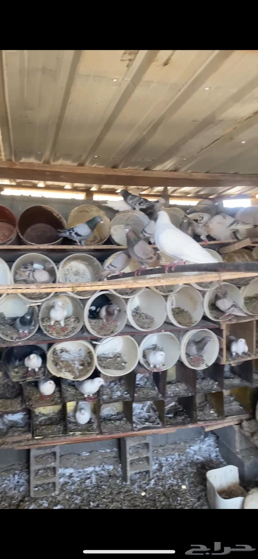 حمام مشكل للبيع64368674188929110