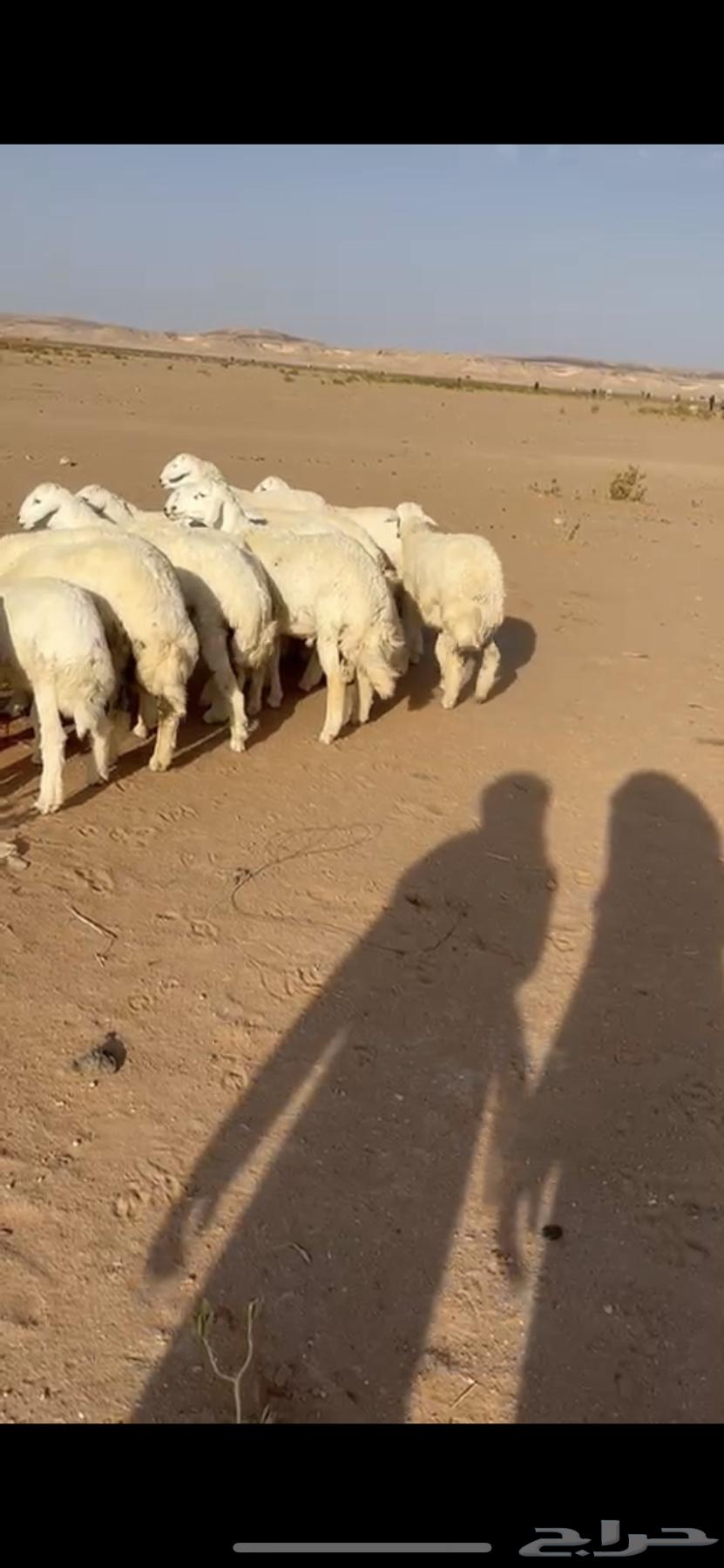 للبيع بهم حري خرفان64366834341890110