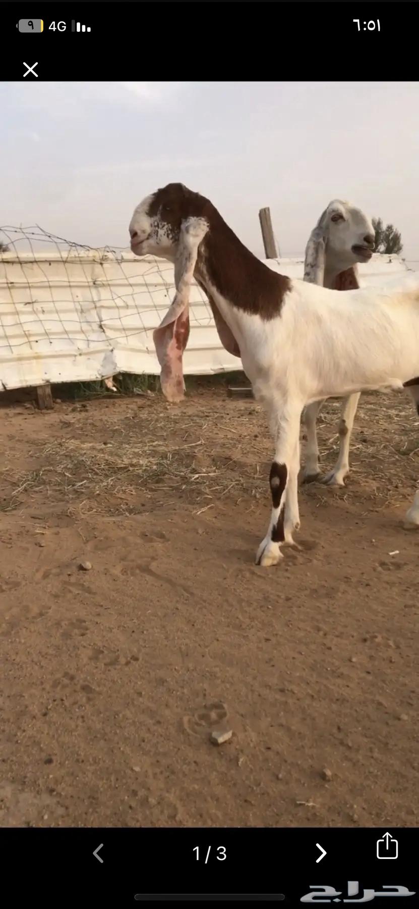 For sale, discounted camels, sold outside the site, may God bless the buyer64141912646274111