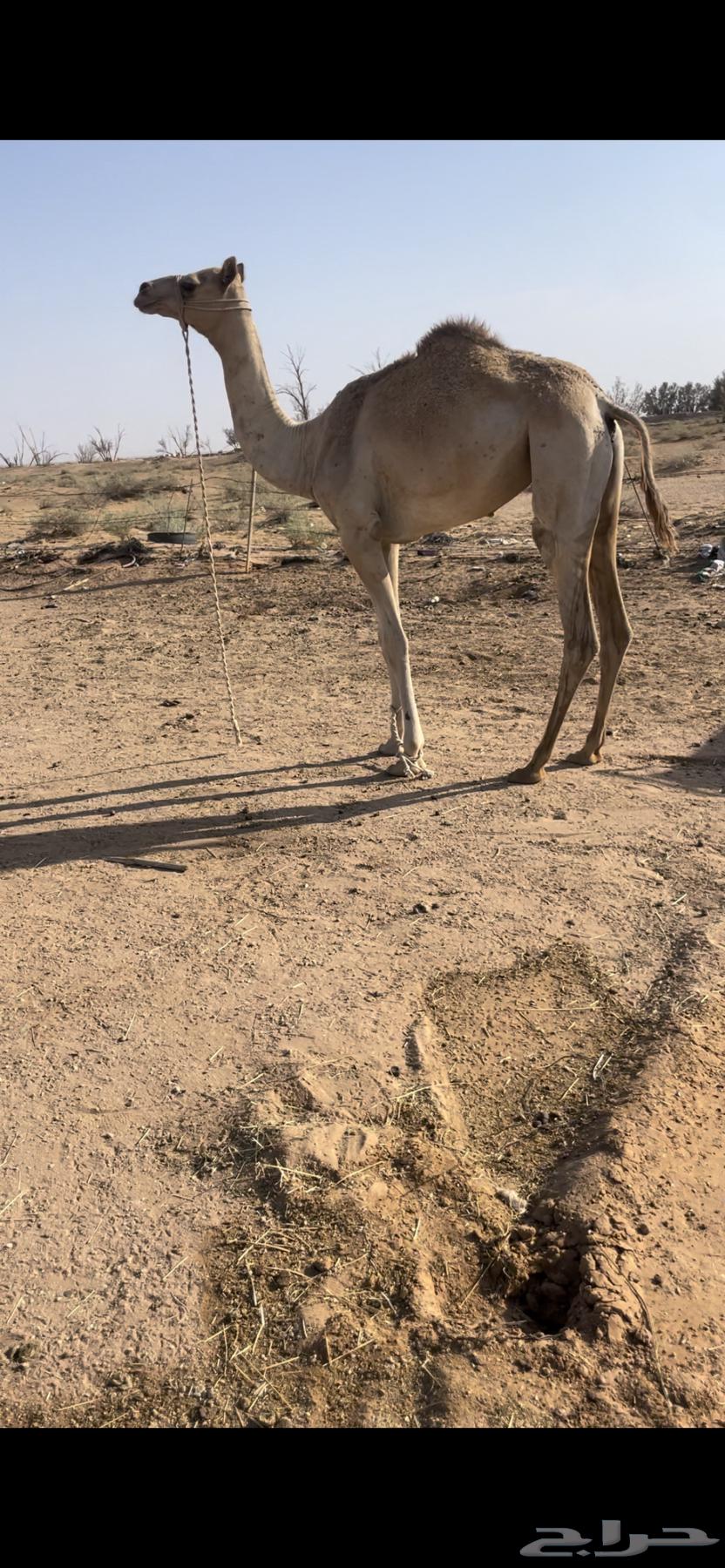 بكره حره طوع بالسن64365776603139111