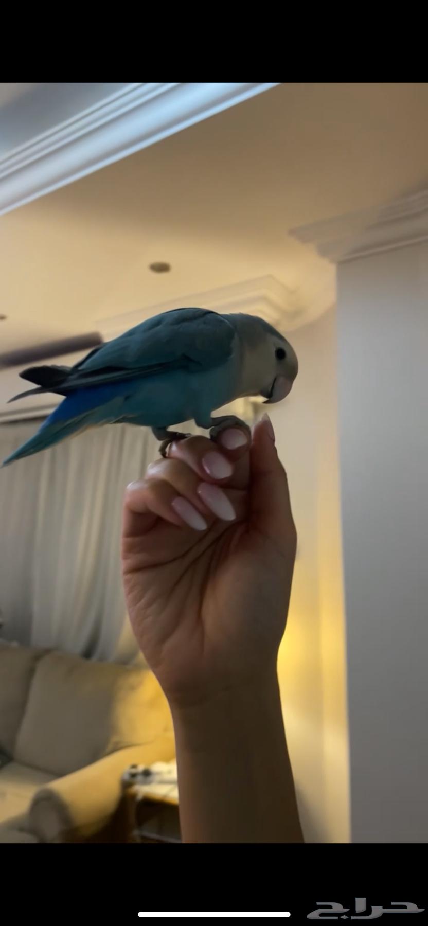 طير روز هدد اليف للتسليم الفوري64373772504195111