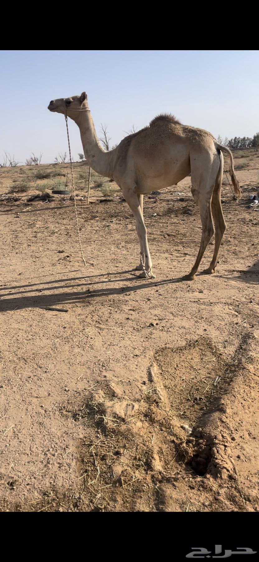 بكره حره طوع بالسن64365776603139110