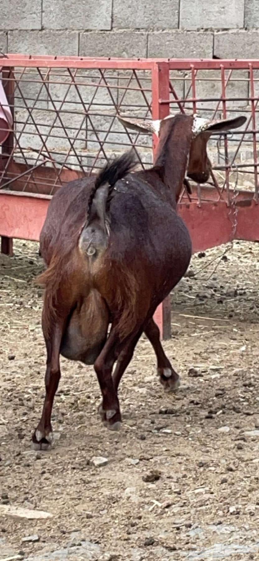 Tenth goat.64370064199297113